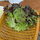 다원정한식 이미지