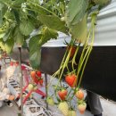 큰에덴농장 이미지