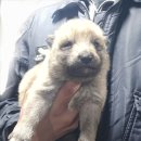 할리켄넬 이미지