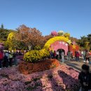 지에스 더프레시 대구 수목원점 | 대구 달서구 대곡동 아이와 가볼만한 곳 국화축제 이용 꿀팁 "대구수목원"