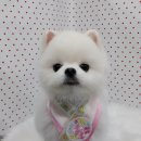 펫피파니 이미지