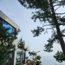 신평 | 기장 수선화 명소 신평소공원 솔직 후기｜기장카페 드라이브 코스로 다녀온 봄 나들이