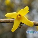 개나리어린이집 이미지