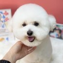 강남펫살롱 이미지