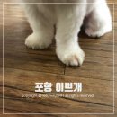 늘이쁘개 | 믿고 맡기는 포항 애견 미용 [이쁘개]