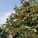 풍요농장 이미지