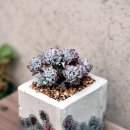 블루빈스 이미지