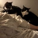 야움 | 요래조래 사는거지