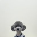 뽀프퍼피 이미지