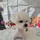 멍테일즈 이미지