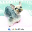 슈나애견미용 이미지