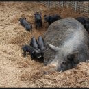 우리들농장(소) 이미지