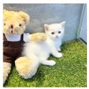 도그마루 강아지고양이 김해창원점 이미지