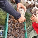 가평흑염소농장 이미지