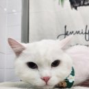 잔다냥 성남점 이미지