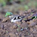 외연도4 이미지