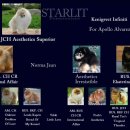 스타릿(starlit) 이미지