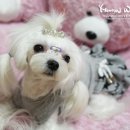 마리애견 이미지