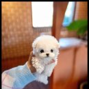 조이퍼피 강아지분양 이미지