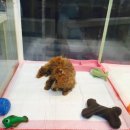 미니 & 바니 애견샵 이미지