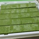 생 마차 이미지