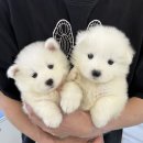 다정켄넬 | 골든리트리버 분양, 대형견 입양 고민 중이라면