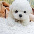 흰둥이 이미지
