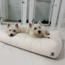 웨글웨글 이미지