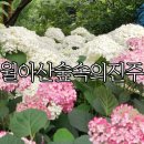 월아산 숲속의 진주 자연휴양림 | 진주 가볼 만한 곳 '월아산 숲속의 진주' 수국축제 솔직후기