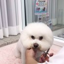 루리힐 이미지