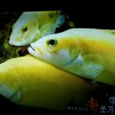 황쏘가리 이미지