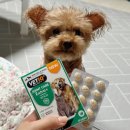 더케어벳 이미지