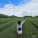 제주도 대형버스 대절 제주숨비투어 단체 여행코스 서쪽