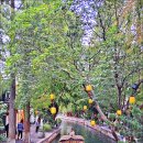 중국 상해 문화답사(주가각 상하이의 베니스) 이미지