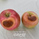 일소
