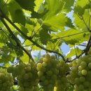 청양금강농장 이미지