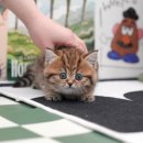 더 샵 동물메디컬센터 이미지