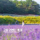 초여름 보랏빛, 고창 라벤더 축제 기간 날짜 입장료 가는법 총정리 전북 여행지 고창 가볼만한곳