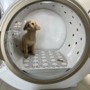 엘시아 애견풀빌라 이미지