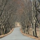 나무사이로 이미지