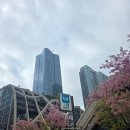 JP하우스 | 도쿄 벚꽃 아자부다이힐스 전망대 힐하우스 스카이룸 카페, 모리JP타워에서 보는 도쿄타워뷰