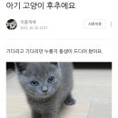 강남고양이분양 러브앤캣 이미지