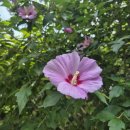 공암 | 청도여행) 공암풍벽