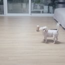 멍냥펀치 | [강아지 간식] 고소한 향에 취한다! 레디펫고 멍냥펀치 코코넛 트릿