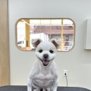 네추럴 그루밍 이미지