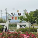 곡성 세계장미축제 다녀온 후기