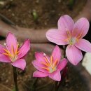 제피란서스(Zephyranthes), 하브란서스 체리 핑크(Habranthus Cherry Pink) , 이미지
