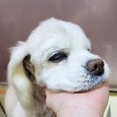 이쁘개 아름답개 이미지