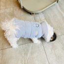 제4산단로R | 남양주 북한강 강아지 동반 카페 - 스타벅스 더북한강R점 추천❤️