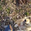 정봉농장 | 강아지 구조하기 영양실조 고양이 구조하기 (애완동물 구조) 정봉커플 동물구조대